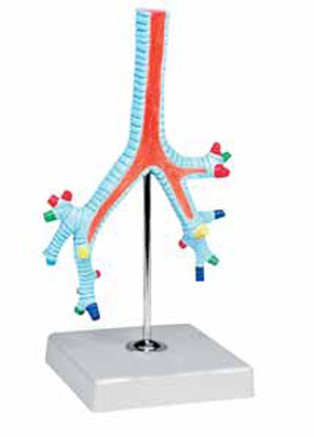 Model of Segmental Bronchi